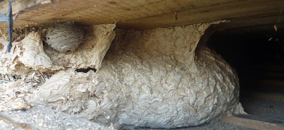 Nid de frelons Nid de frelons