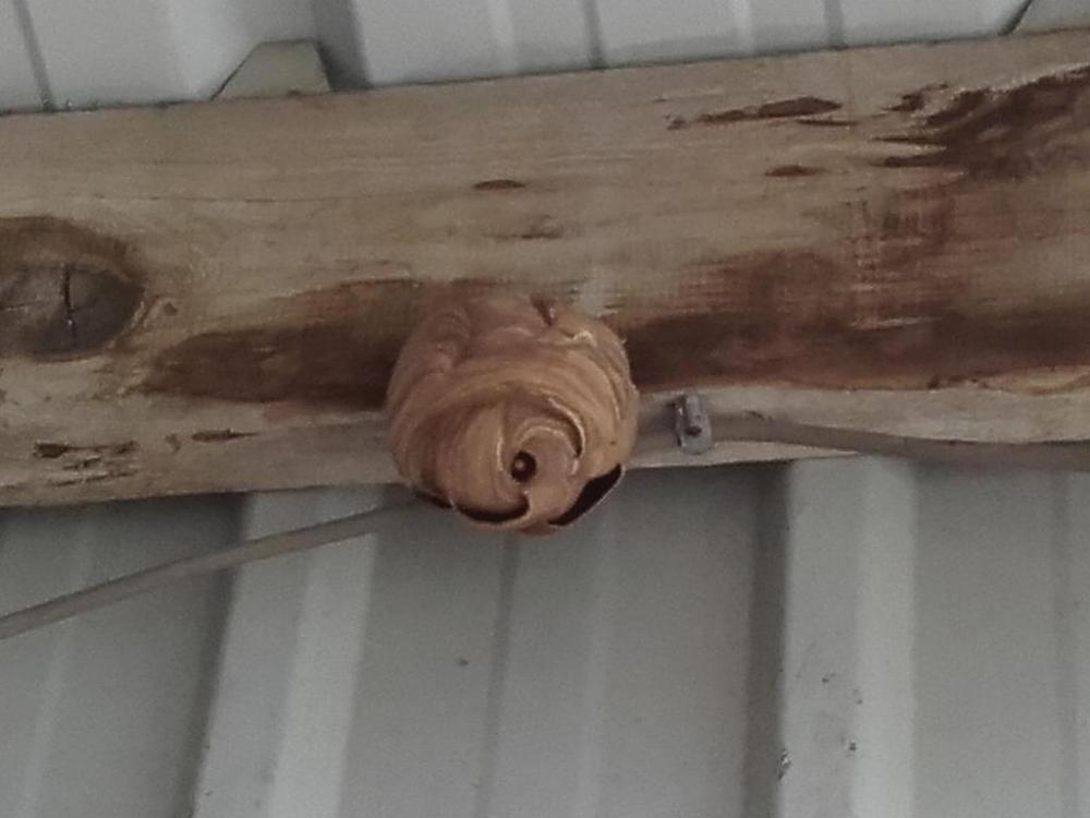 Nid de frelons Nid de frelons